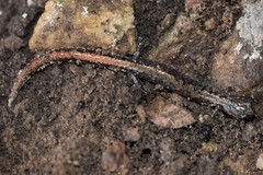 Plethodon angusticlavius