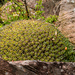 Euphorbia pulvinata - Photo (c) graham_g, μερικά δικαιώματα διατηρούνται (CC BY-NC)