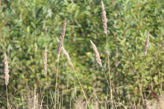 Phalaris arundinacea