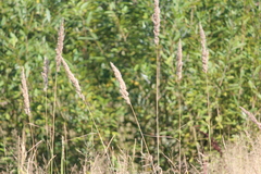 Phalaris arundinacea