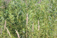 Phalaris arundinacea