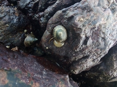 Siphonaria lessonii