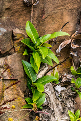 Ficus ingens