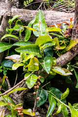 Ficus ingens