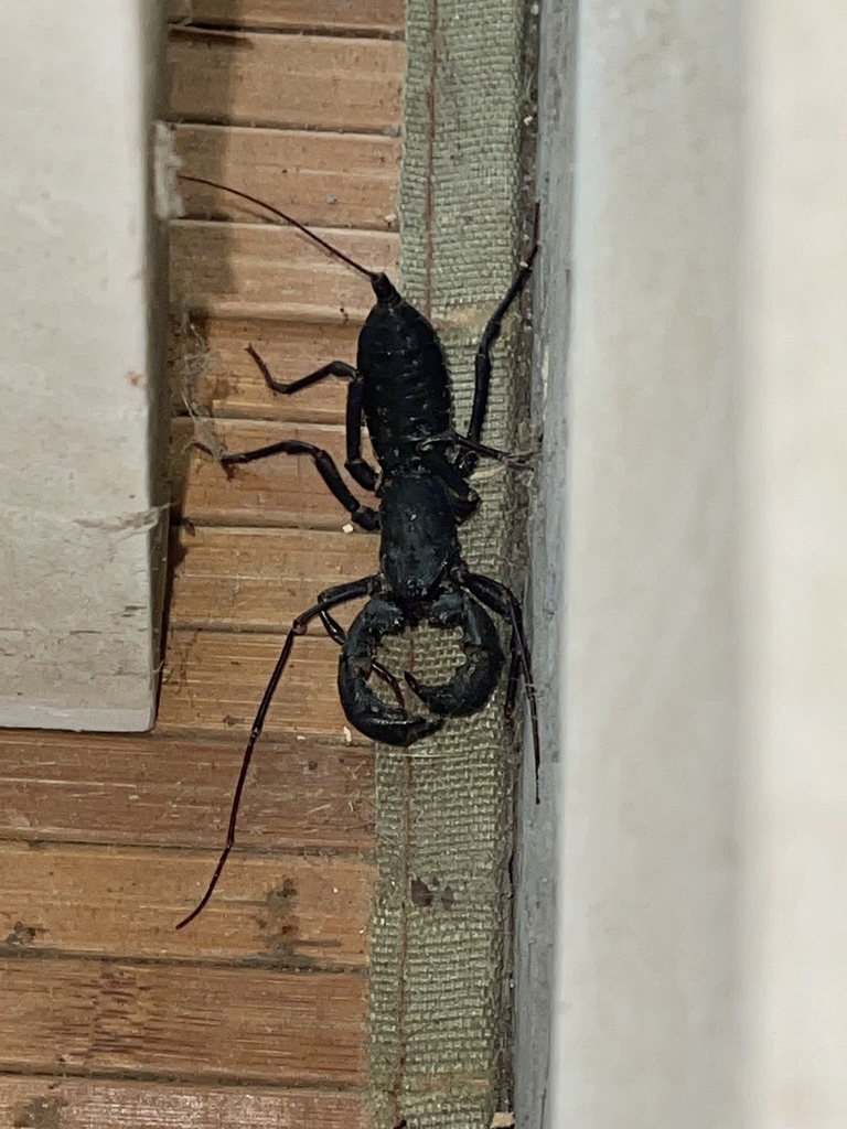 Florida vinegaroon from NE 127th Ct, Williston, FL, US on August 21