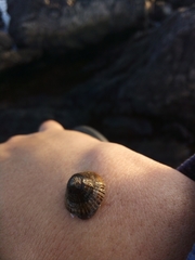 Siphonaria lessonii