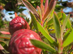 Leucadendron conicum