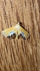 Nymphicula trimacula