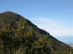 Leucadendron conicum