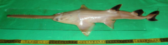 Knifetooth Sawfish photo 2