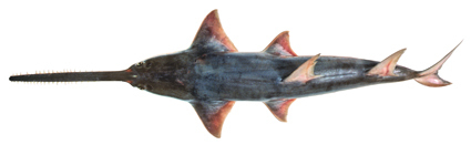 Knifetooth Sawfish