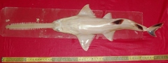 Knifetooth Sawfish photo 3