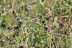 Trifolium pratense