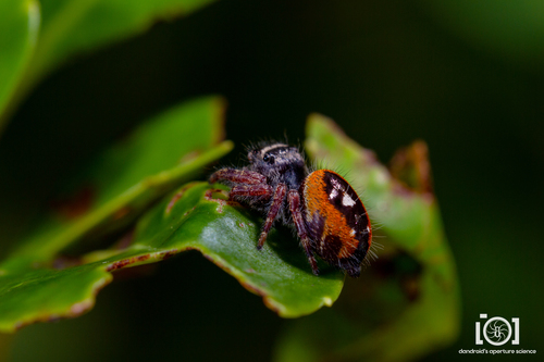 Grayish Jumping Spider