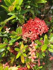 Ixora coccinea