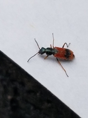 Anthocomus equestris