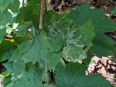 Phyllocnistis vitifoliella