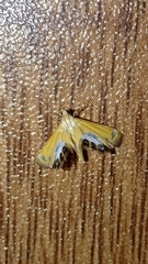 Nymphicula trimacula