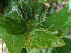 Phyllocnistis vitifoliella