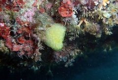 Pseudodistoma crucigaster