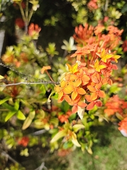 Angiospermae