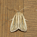Two-lined Wainscot - Photo (c) Kyle Horner, some rights reserved (CC BY-NC-ND), uploaded by Kyle Horner