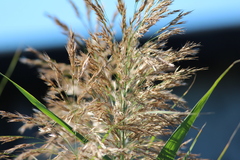 Phragmites australis