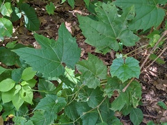 Phyllocnistis vitifoliella