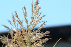 Phragmites australis