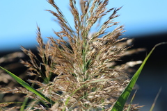 Phragmites australis
