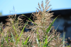Phragmites australis