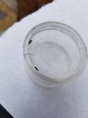 Anthocomus equestris