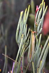 Pelargonium laevigatum oxyphyllum
