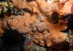 Spirastrella cunctatrix