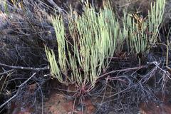Pelargonium laevigatum oxyphyllum