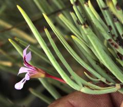 Pelargonium laevigatum oxyphyllum