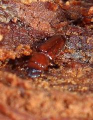 Prostomis africana