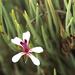 Cederberg Spearleaf Storksbill - Photo (c) Tony Rebelo, some rights reserved (CC BY-SA), uploaded by Tony Rebelo
