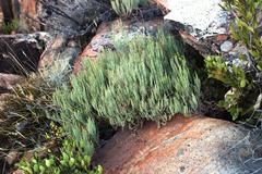 Pelargonium laevigatum oxyphyllum