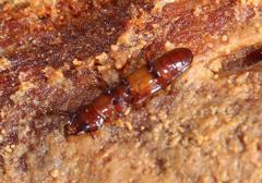 Prostomis africana