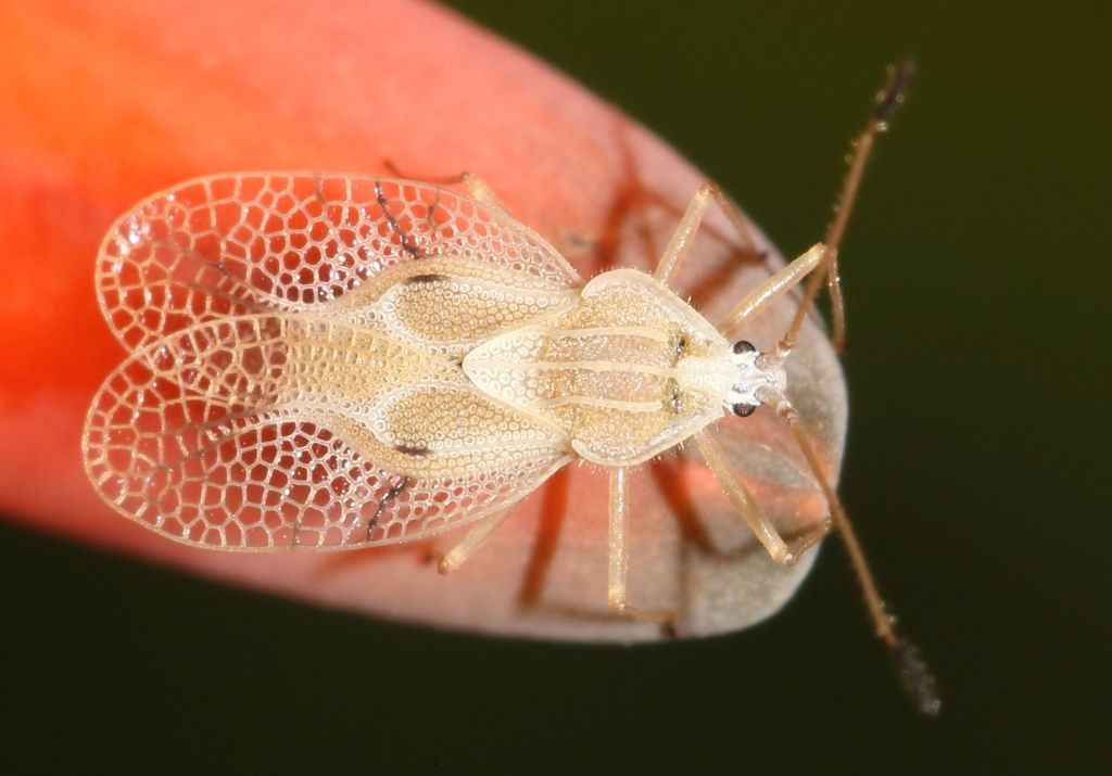 Woolly Nightshade Lace Bug
