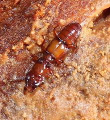 Prostomis africana