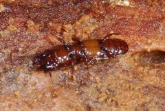 Prostomis africana