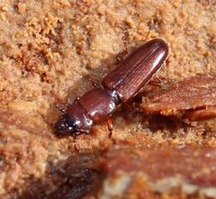 Prostomis africana