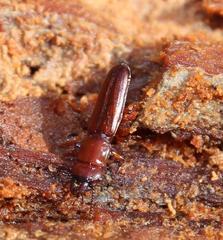 Prostomis africana