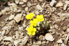 Ranunculus hybridus