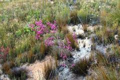 Erica daphniflora daphniflora