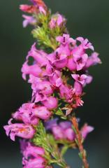 Erica daphniflora daphniflora