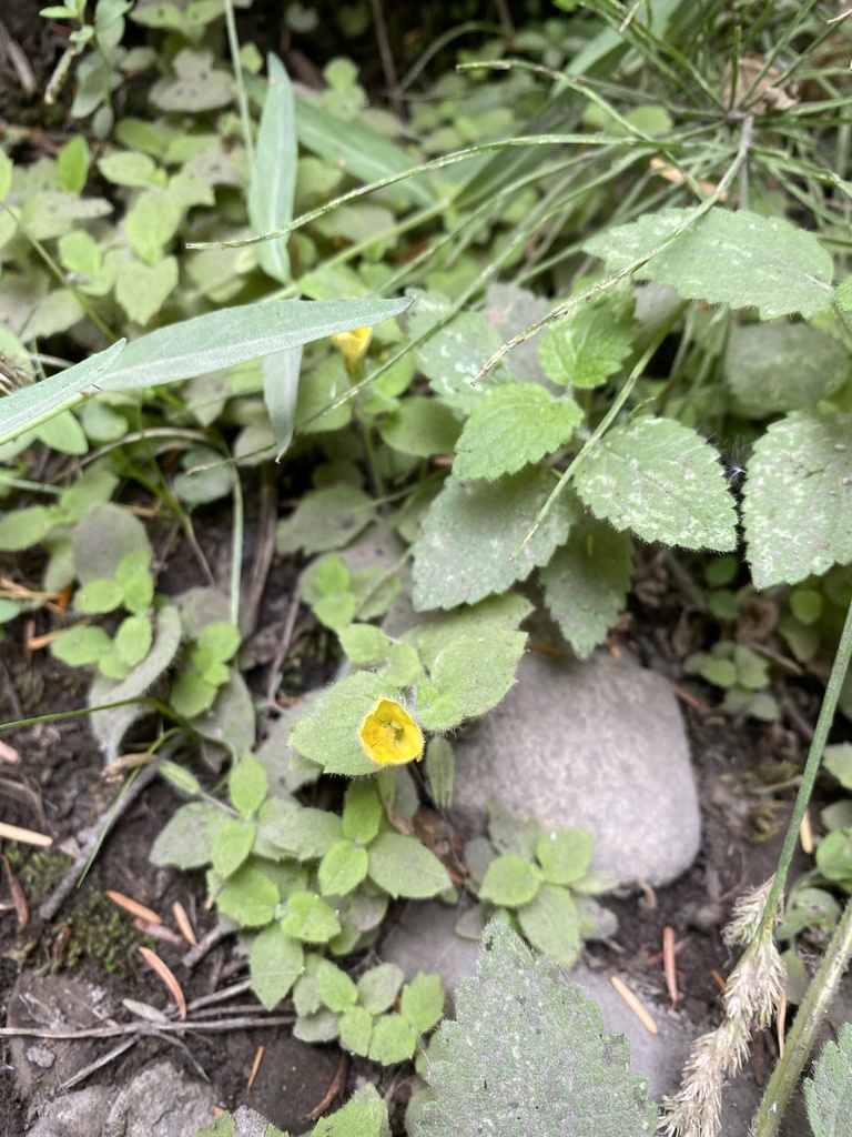 musk monkeyflower from Mt. Hood Park Division Recreation Area, Mount