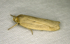 Gonioterma mistrella